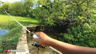 MANCING DI SUNGAI KECIL.. ADA IKAN YANG MENYAMBAR || CASTING GABUS