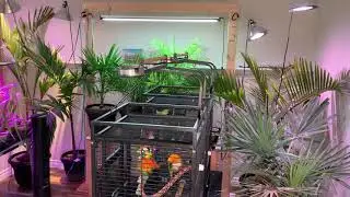 Northern palm trees prepping to go outside finally