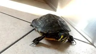 La tartaruga pi&ugrave; aggressiva del mondo! - The most aggressive turtle in the world!