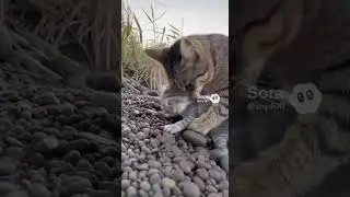 One Step From Losing Everything #catrescue #mothercat #kittenlove #survivalinstinct #realmoment