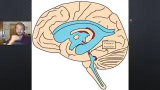 Flow of Cerebrospinal Fluid