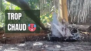 Il fait chaud pour tout le monde