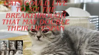 Cats Could Live to 30🐈🥰👍 #viral #cute #cat #catlife