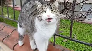 Heute sind weniger Katzen im Rudel, aber Bubble ist immer noch die erste, die mich begrüßt.💜