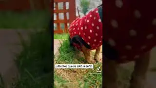Atentos que ya sali&oacute; la jefa #viral #dog #shortvideos #bassotto #daschund #pets #teckel #salchilover