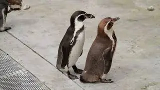 bird duel