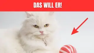 Geht Ihre Katze nicht nach draußen? Achten Sie auf diese 8 Dinge!