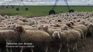 Pastoreo con drones