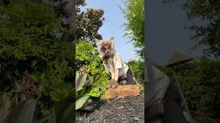 Cat exploring her backyard #therian #alterhuman #forestcat #animalmask #quadrobics