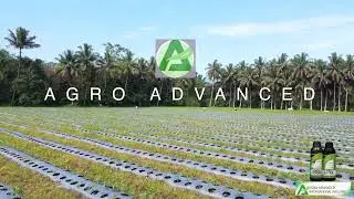 AGRO ADVANCED INTERNATIONAL PHILS. INC