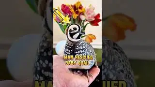 This man rescued a flock of baby quail #pets #quail #rescue #shorts