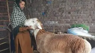 Lahore shahpur mandi ma aya jeya 0 size Turkey dumba & heavy 27,000 sa 65,000  Mundre chatra 2022