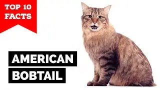 American Bobtail Cat- TOP 10 FACTS