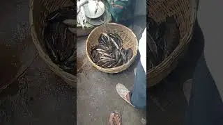 Takin&rsquo; It To The Next Level: Fishing For Taki Fish