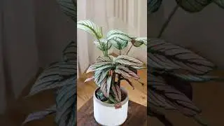 Calathea Plants 🌿 Stunning Indoor Decor & Styling Ideas#shorts#indoorplants#plants#garden#calathea
