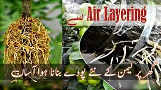 Best Way To Propagate Lemon Plant | Air Layering Method In Lemon Tree For Fast Growth