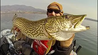 Mega Live vertical pike MORVOtube