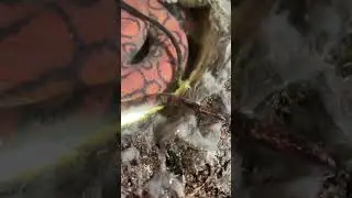 I got a Rainbow Boa! #snake #reptile #pets