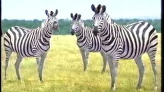 ZEBRA CM　ジムノック