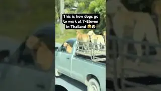 This is how dogs go to work at 7-Eleven in Thailand 😂🐶 #shorts #bangkok #funny