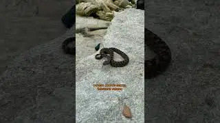 Sai riconoscere una vipera? #vipera #veleno #paura #animals