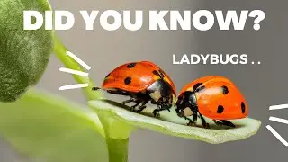 Did You Know That One Ladybug Can Eat Up to 5,000 Insects in Its Lifetime?