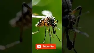 This Tiny Insect Kills More Humans Than Any Animal 😱 | Mosquito Facts