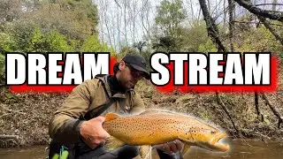 I Found HUGE Trout in this Little Stream | Fly Fishing NZ