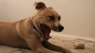 Hilarious Dog Burp