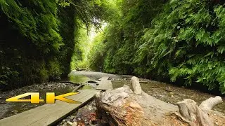 Fern Canyon Redwood 4k 🇺🇸 Walk Tour !