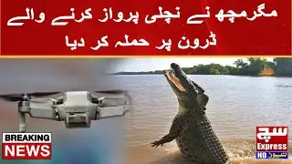 Crocodile snaps on a drone in Australia | Such Express News