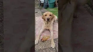 #dog #ear #pig