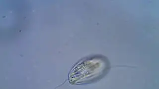 Entosiphon sulcatum