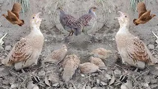 Dakhni teetar ki awaz Teetar calling sound Teetar hunting sound Teetar chicks