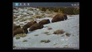 Live Bison Cam Henry Mountains Utah