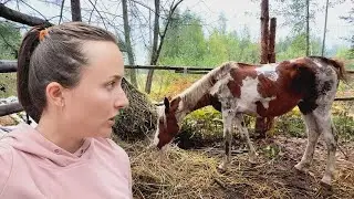 Rescuing a Wild Horse From Slaughter: How We're Managing and Prepping New Land for Building