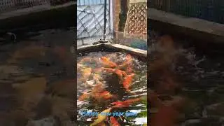 Happy new year #ikanmaskoi #ikankoi #ikanhias #fish #fishkoi #hmm #klengkeng #thailandmusic #kolam