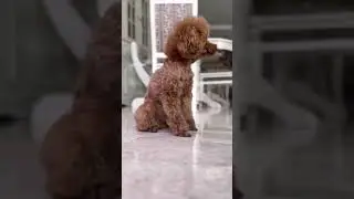 Amazing Poodle Breed 🥰 🐩| Obedience Training For Dogs At Home | #shorts #trainingdog #dog #poodle
