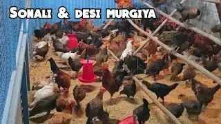 Sonali & desi murgiya available in Hyderabad Shaheen nagar | country chicken & desi eggs in Hyd 
