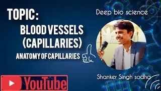 Blood vessels (capillaries for class 9th and 11th Biology)