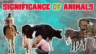 How are Animals useful to Humans? The Importance of Animals