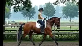**VERKOCHT** // TE KOOP: dressuurmerrie Gevina M.H. (United X Scandic)
