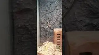 Alytes muletensis (Mallorcan Midwife Toad)