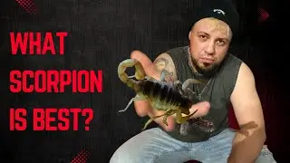 Which scorpion species should you start your hobby with? | Let's talk #1