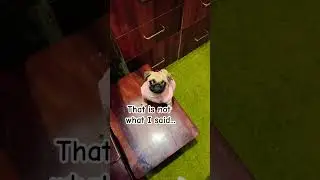 #pug #speakpug #funnydog #pets #mypug #funnypug #cute #doggielife #animal #love #baby #dogloversdog