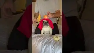 Funny Insta dog Reels | Insta Reels  #Shorts