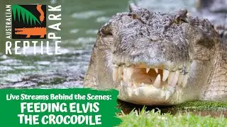 FEEDING ELVIS THE CROCODILE (GO INSIDE HIS ENCLOSURE!) | AUSTRALIAN REPTILE PARK