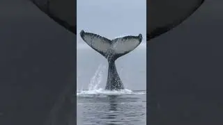 Amazing Humpback Whale tail slap, Blackfish Sound, British Columbia