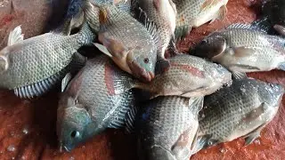 Amazing Cutting Skills | Live Big Tilapia Fish Cutting By Expert Fish Cutter |
