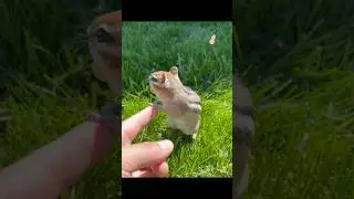 Hello little friend#chipmunk #squirrel #シマリス #cuteanimals #cute #shorts